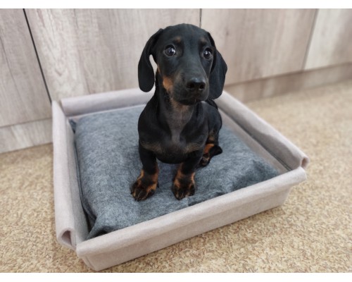 Лежанка  бежева для котів та собак