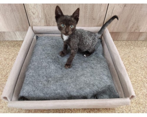 Лежанка  бежева для котів та собак